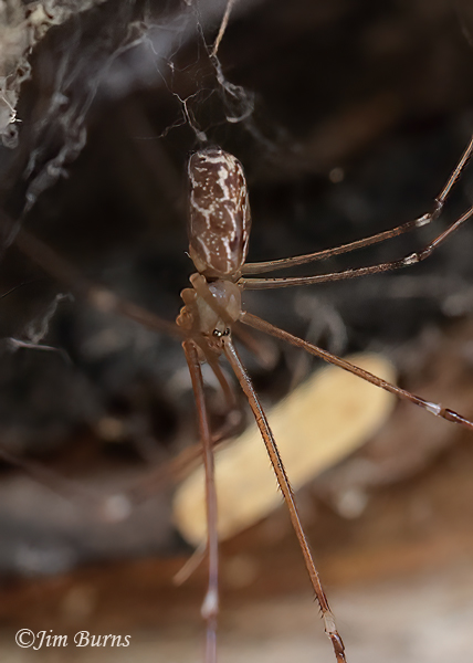 Tailed Cellar Spider, Arizona--9408