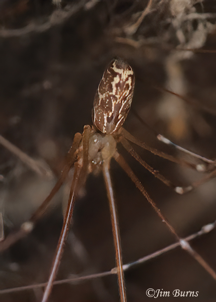 Tailed Cellar Spider ventral view, Arizona--9425