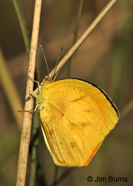 Tailed Orange, Arizona