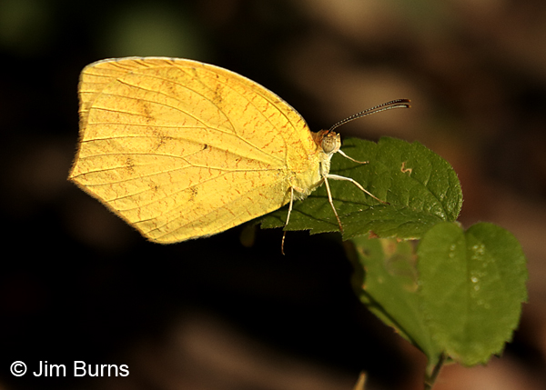 Tailed Orange, Texas
