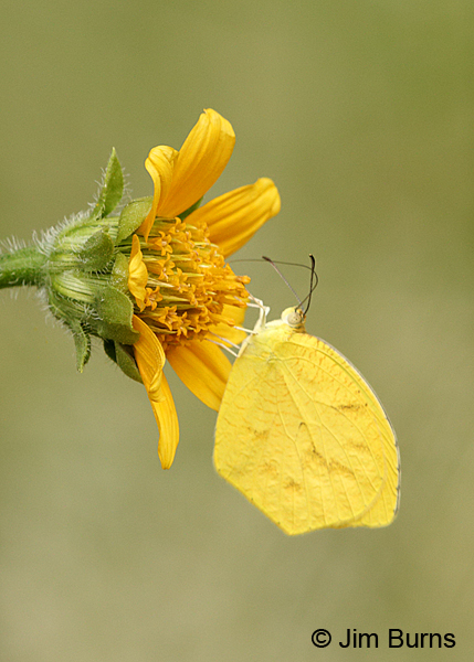 Tailed Orange on coneflower, Arizona