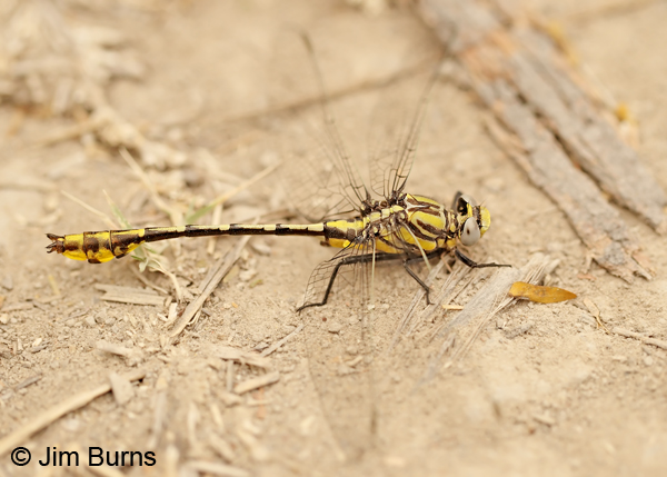 Tamaulipan Clubtail male dorsolateral view, Hidalgo Co., TX. March 2013