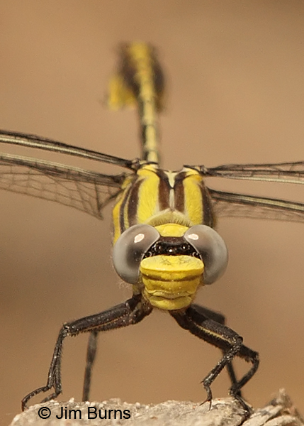 Tamaulipan Clubtail male head shot, Hidalgo Co., TX. March 2013