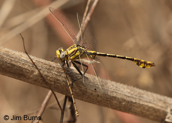 Tamaulipan Clubtail male lunching on female Blue-ringed Dancer, Hidalgo Co., TX. March 2013