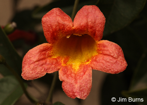Tangerine Beauty, Arizona