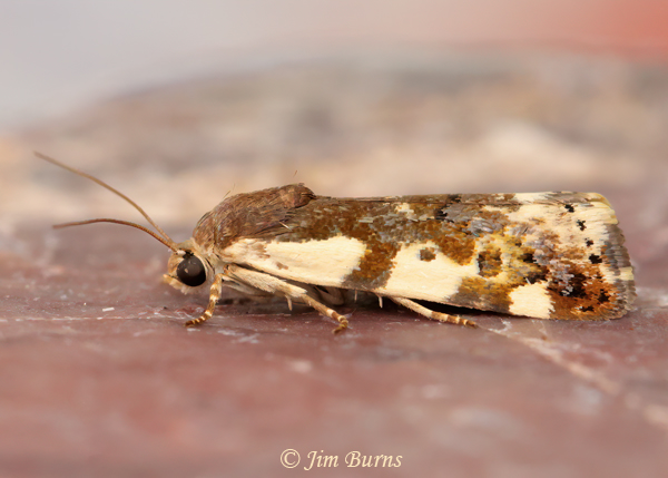 Tarache huachuca, Arizona--5929
