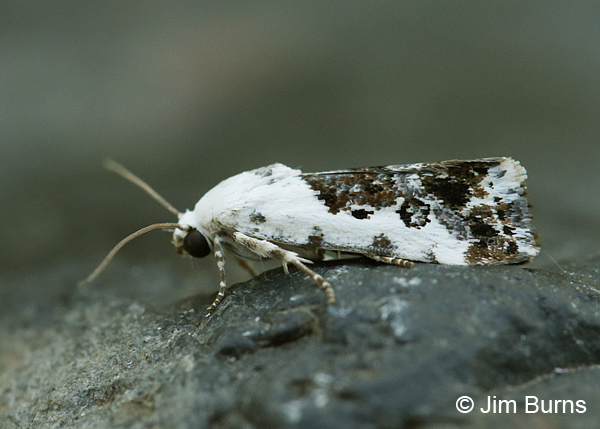 Tarache tenuicula, Arizona