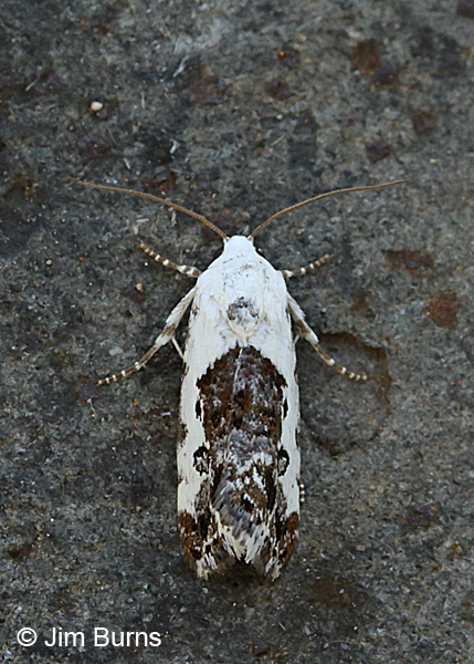 Tarache tenuicula dorsal view, Arizona