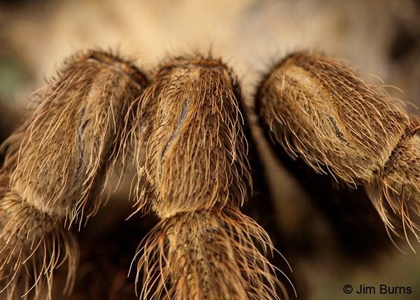 Desert Blonde Tarantula's Knees, Arizona