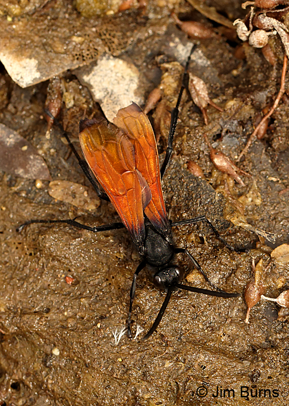 Tarantula Hawk
