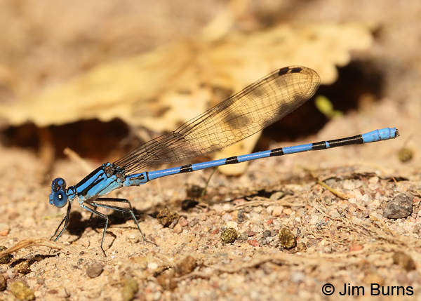 Tarascan Dancer male, Cochise Co., AZ, October 2013