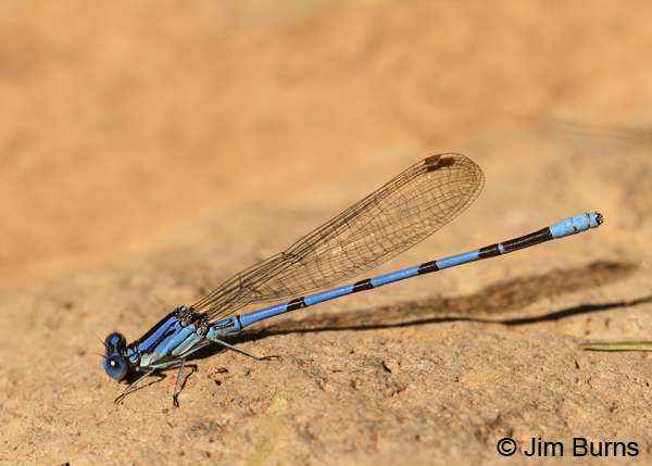 Tarascan Dancer male, Gila Co., AZ, October 2012