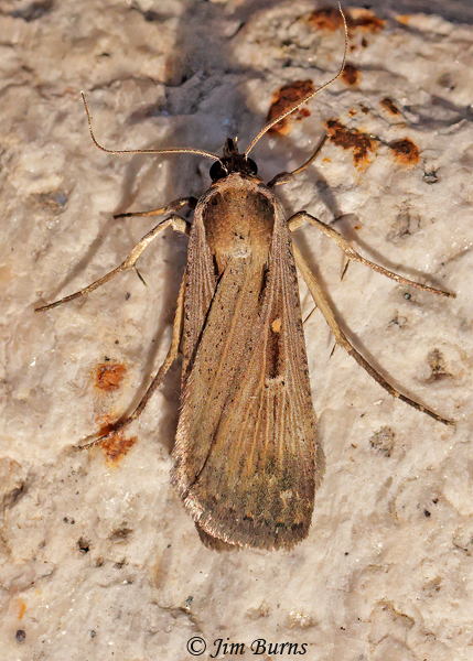 Tathorhychus exsciccata, Arizona--6227