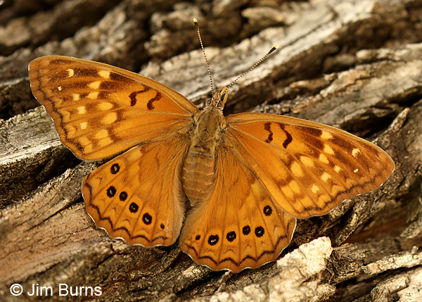 Tawny Emperor, Arizona