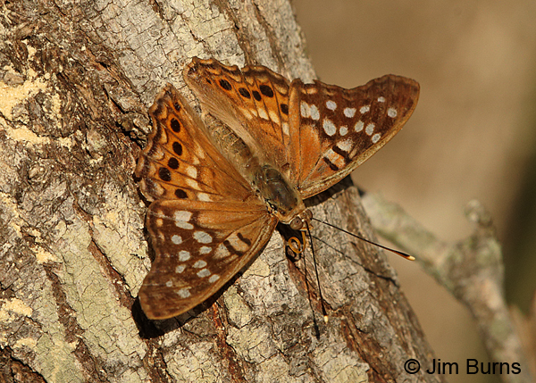 Tawny Emperor, Texas