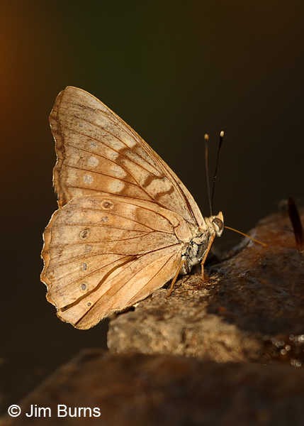 Tawny Emperor at bait station, Texas