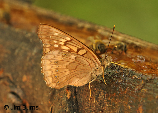 Tawny Emperor underwing, Texas
