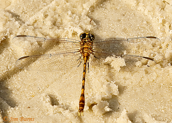 Tawny Sanddragon male dorsal view, Marion Co., FL, July 2019--4535