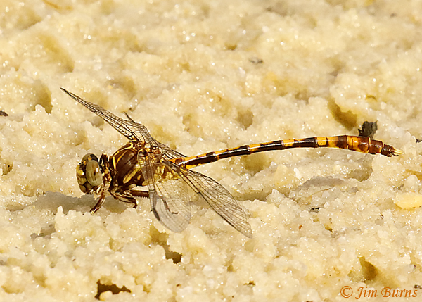 Tawny Sanddragon male, Marion Co., FL, July 2019--4541