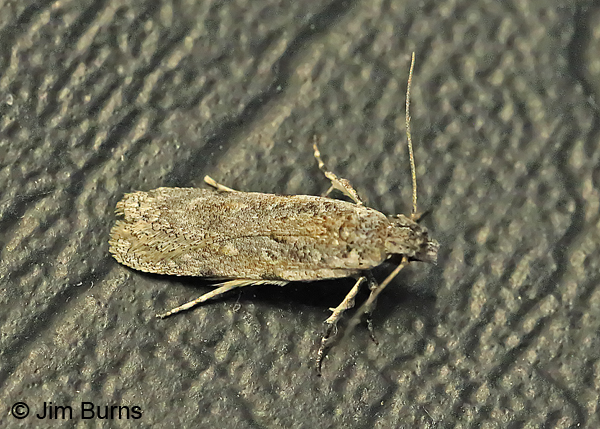 Taygete citrinella dorsal view, Arizona