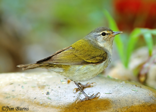 Tennessee Warbler, spring breeding