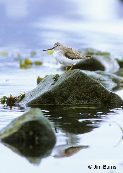 Terek Sandpiper on rocks