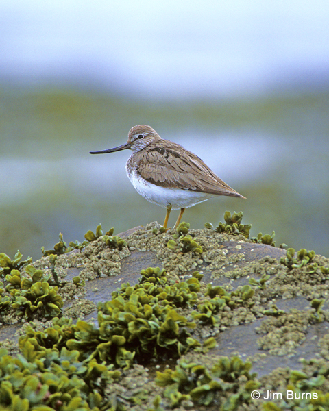 Terek Sandpiper, Attu Island