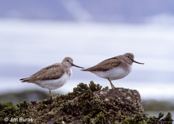 Tereks in breeding plumage