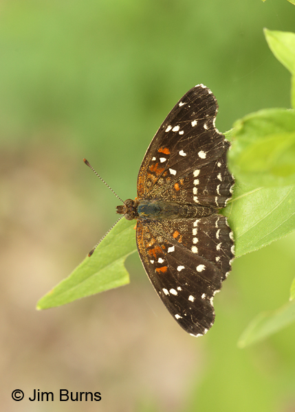 Texan Crescent, Arizona