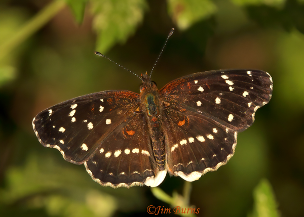Texan Crescent on white asters, Arizona--4530