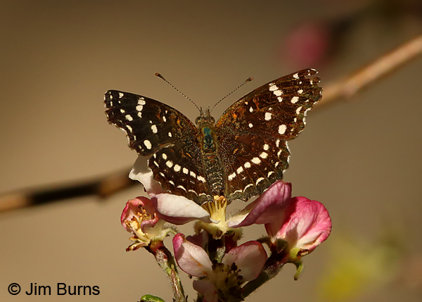 Texan Crescent on Wild Apple, Arizona