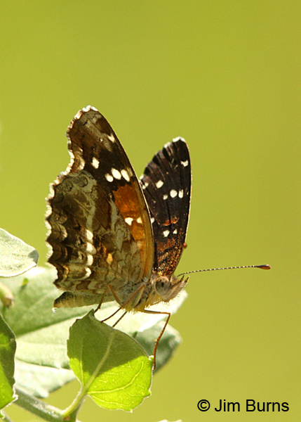 Texan Crescent underwing, Arizona