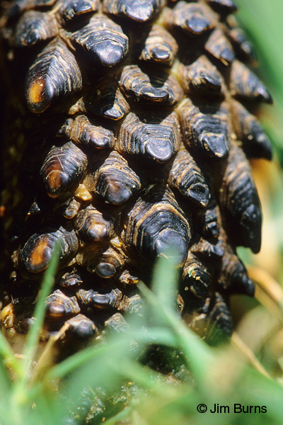 Texas Land Tortoise tire tread