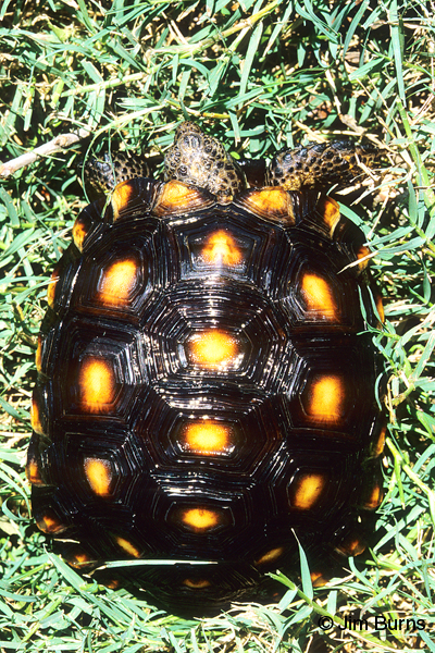 Texas Land Tortoise top view