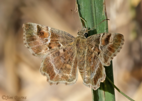 Texas Powdered-Skipper dorsal wings, Texas--3670