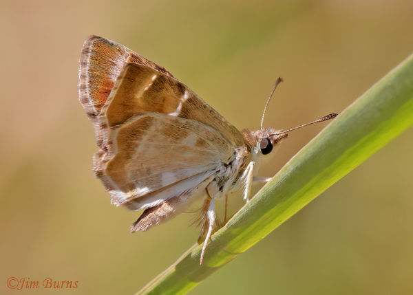 Texas Powdered-Skipper underwing, Texas--3672