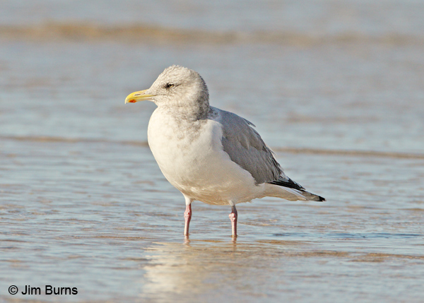 Thayer's Gull adult nonbreeding