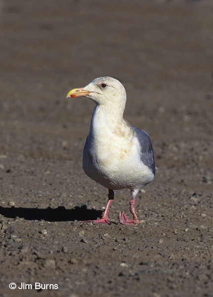 Thayer's Gull adult with "club" foot