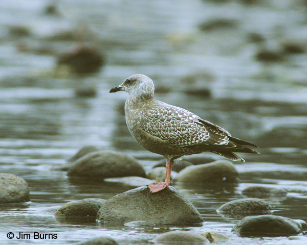 Thayer's Gull juvenile