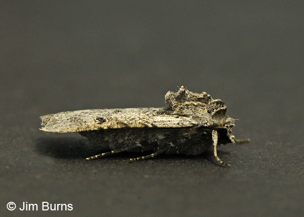 The Brother Moth lateral view, Arizona