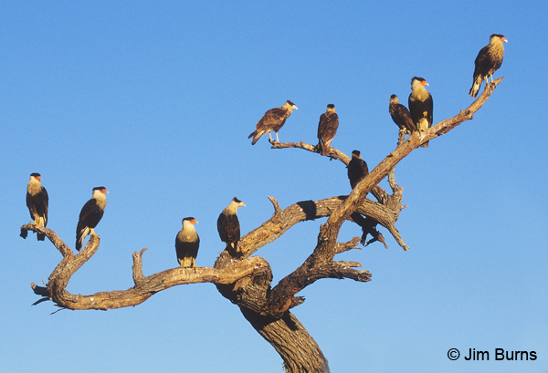 The Caracara tree