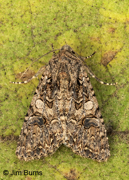 The Nutmeg Moth, Arizona