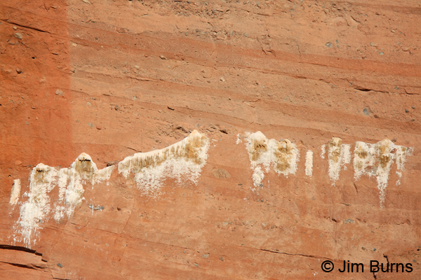 The Peregrine Wall, Echo Canyon