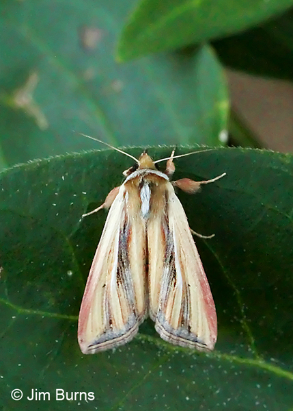 The Pink Streak Moth, Arizona