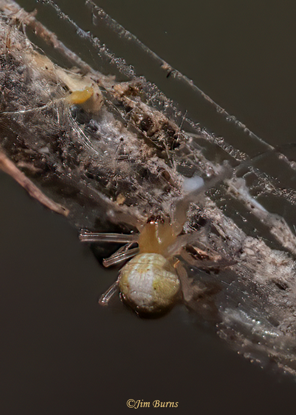 Theridion differens female with egg sac, Arizona--8818