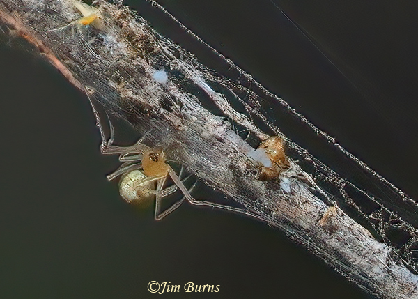 Theridion differens female eye configuration, Arizona--8832