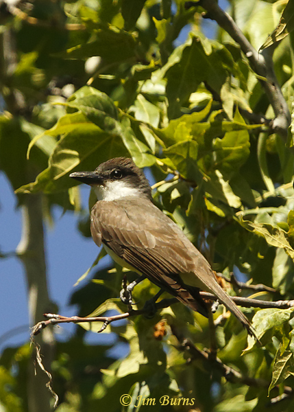 Thick-billed Kingbird dorsal view--0823
