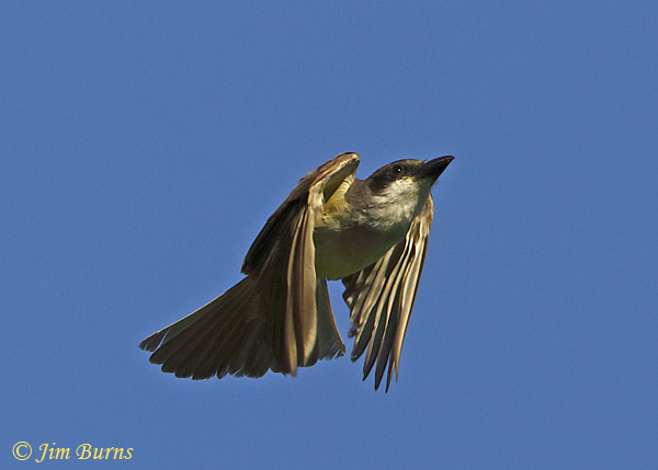 Thick-billed Kingbird in flight #2--1050