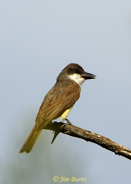 Thick-billed Kingbird on perch, dorsal view--1456