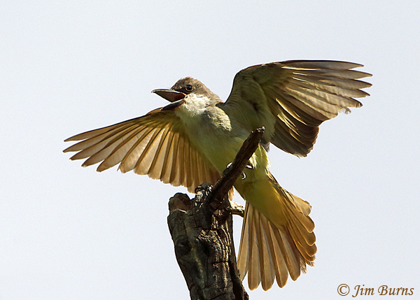 Thick-billed Kingbird calling--1654